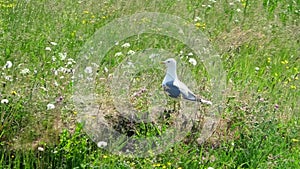 A seagull on the green grass.