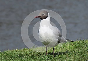 Seagull on green grass, against the background of a gray lake