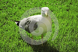 Seagull on the green grass