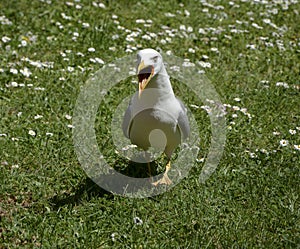 Seagull on the green grass