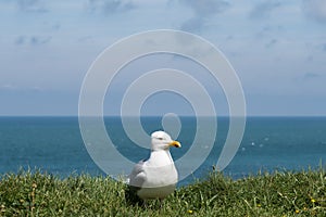 Seagull in the green grass