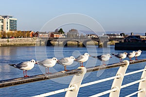 Seagull group resting in Shannon river