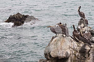 Seagull group resting