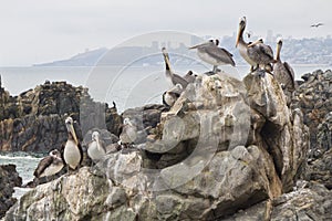 Seagull group resting