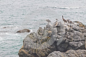 Seagull group resting