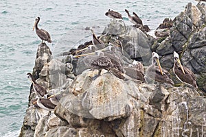 Seagull group resting