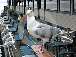 Seagull on Guarde