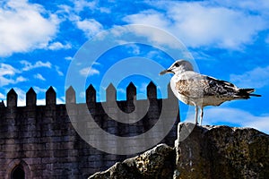 The Watchful Gull photo