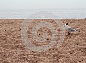 Seagull, gulf of finland and the beach