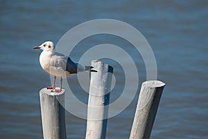 Seagull photo