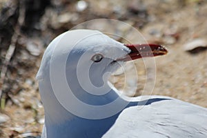 Seagull photo