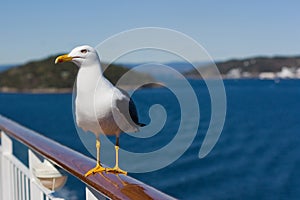 Seagull on handrail photo