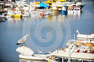 Seagull in a harbor