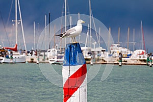 Seagull in the harbor with approaching storm