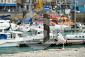 Seagull in harbor Dieppe