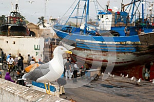 Seagull in the harbor in Morocco