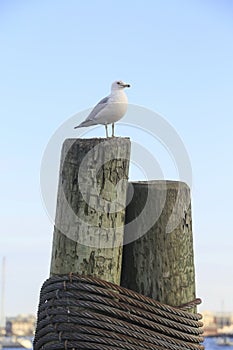 Seagull in the harbor