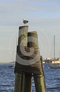 Seagull in the harbor