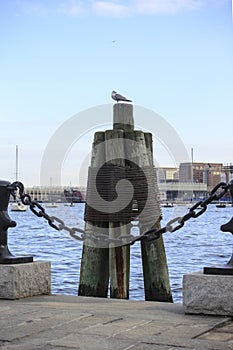 Seagull in the harbor