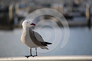 Seagull in harbor