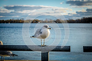 Seagull on Harbourfront - Toronto, Ontario, Canada