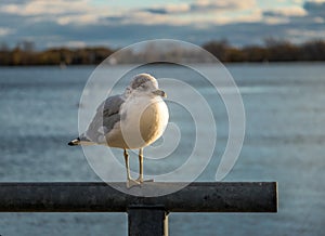 Seagull on Harbourfront - Toronto, Ontario, Canada