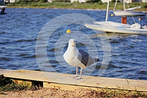 Seagull, Harvey Cedars photo
