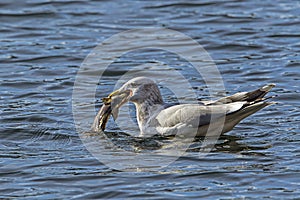 Seagull has large fish in its beak