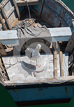 Seagull has a meal on a rowboat