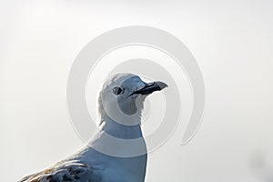 Seagull Head Close Up