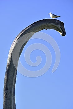 Seagull on head of a reconstruction of Brontosaurus  in outdoor exhibition