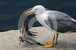 Seagull Holding a Dead Bird in its Beak