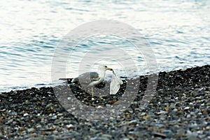 A seagull holds a used bag in its beak