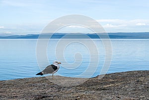 Seagull in Honeymoon Bay, Tasmania