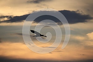Seagull in Hong Kong