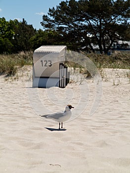 Seagull and hooded beach chair