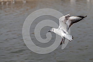 Seagull hover over deep blue sea.