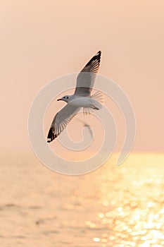 Seagull hover over sunrise beach