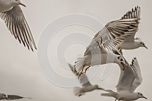 Seagull hovering 6