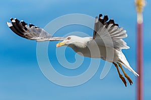 Seagull hovers above St Mark`s Square San Marco, Venice, Italy. This place is top tourist attraction in Venice. Close view of