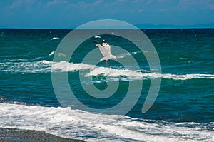 Seagull hunting his pray
