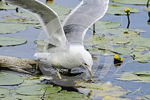 Seagull hunting in lake photo