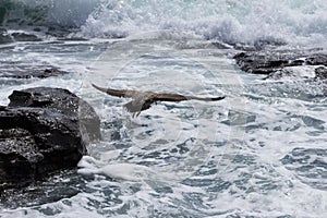 A seagull hunting over the sea in the stormy waves