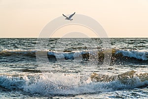 Seagull hunting over the waves of the baltic sea in the morning sun