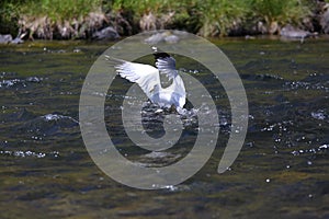 Seagull hunting in a river