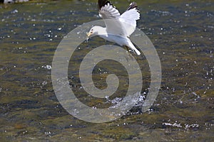 Gabbiano caccia un fiume 