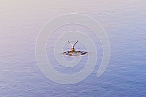 A seagull hunts for fish in the Amur River. Calm water surface in the early morning