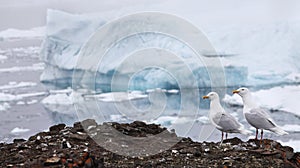 Seagull with iceberg background