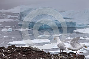 Seagull with iceberg background