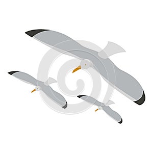 Seagull icon isometric vector. Three flying beautiful gray sea gull icon